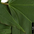 SpeciesSub: subsp. macropterum SpeciesSub: subsp. macropterum